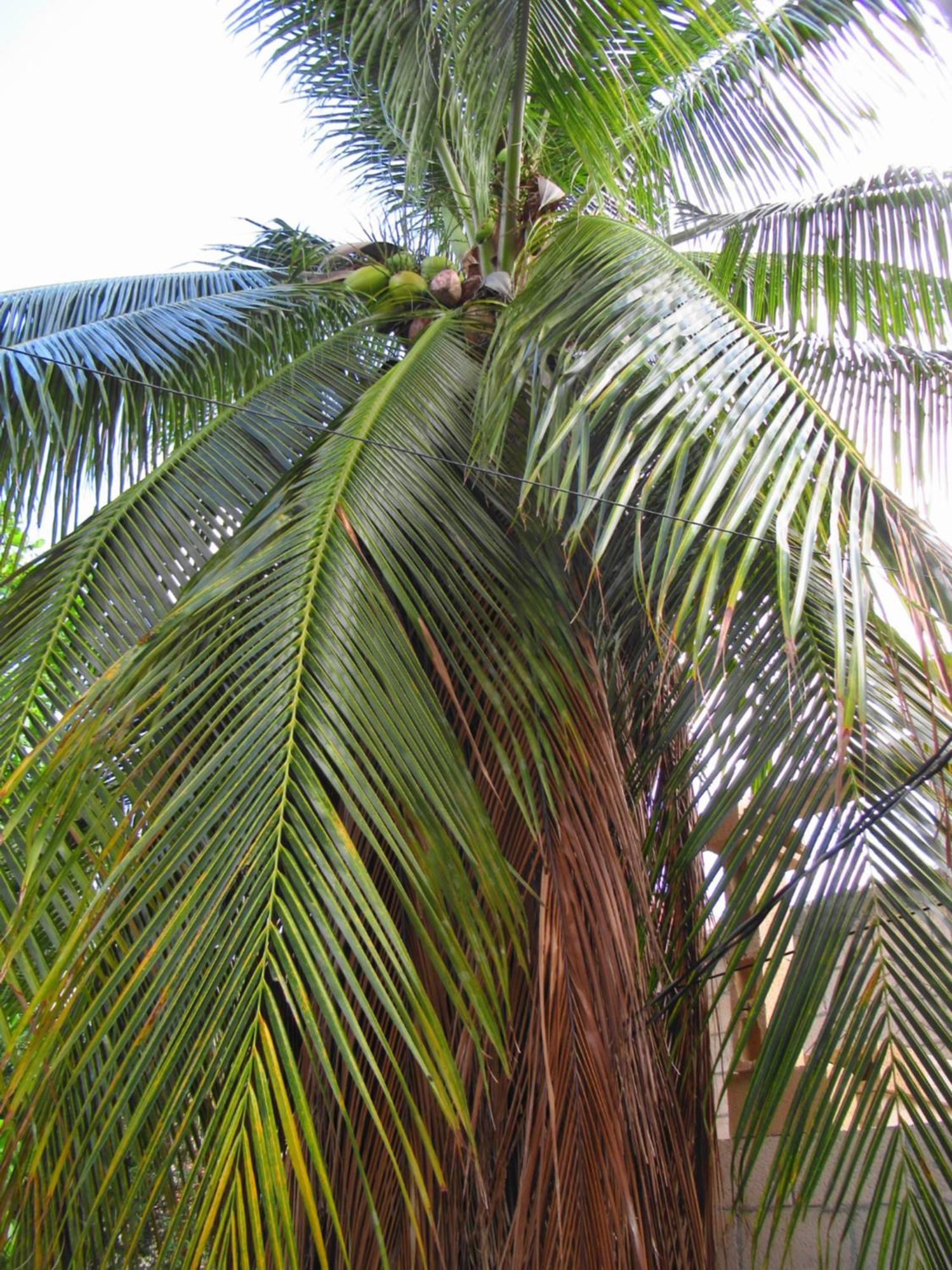 דירות קנקון Cocos מראה חיצוני תמונה